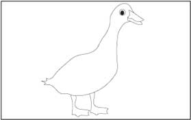 Duck 3