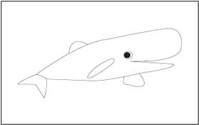 Sperm whale Coloring Page