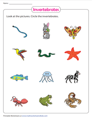 Identify & circle the invertebrates