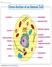 Cross-Section of an Animal Cell