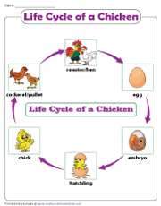 Six Stages of Chicken Metamorphosis