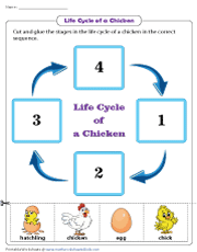 Sequencing the Stages in a Chicken Life Cycle