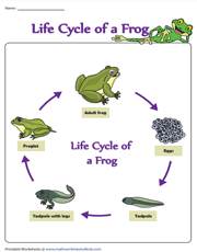 Life Cycle of a Frog - 5 Stages Chart