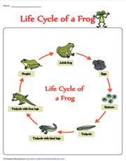 Life Cycle of a Frog - 7 Stages Chart