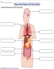 Label the Organs in the Human Body