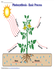 Photosynthesis Basic Chart