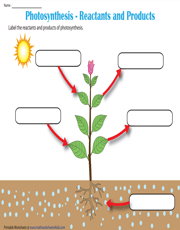 Label the Reactants and Products of Photosynthesis