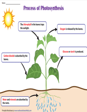 Photosynthesis Process | Descriptions