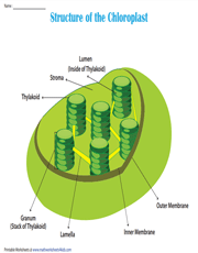 Structure of the Chloroplast | Chart