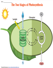 The Two Phases of Photosynthesis | Chart