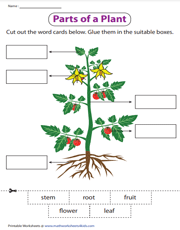 Parts of a plant worksheet | Cut and paste activity
