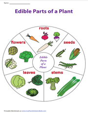 Edible-parts-of-a-plant chart