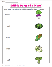 Edible parts of a plant | Matching