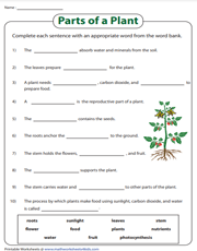 Parts of a plant | Fill in the blanks worksheet