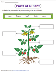 Identify the parts of a plant worksheet