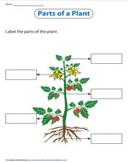 Label the parts of a plant worksheet