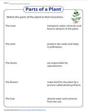 Match the parts of the plant to their functions worksheet