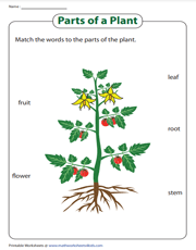 Parts of a plant | Matching activity worksheet