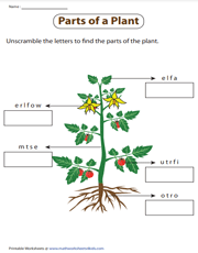 Unscramble the parts of a plant worksheet