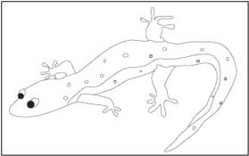 Lizard 1 Coloring Page