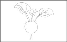 Turnip Coloring Page