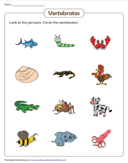 Identify & circle the vertebrates