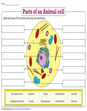 Label the Parts of an Animal Cell