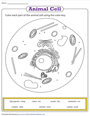 Animal Cell Organelles | Coloring