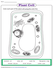 Plant Cell Organelles | Coloring