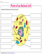 Name the Parts of an Animal Cell
