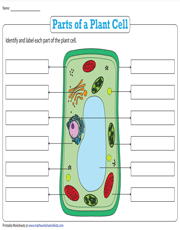 Name the Parts of a Plant Cell