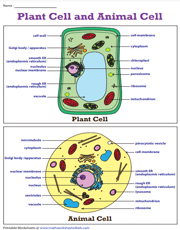 Plant and Animal Cell Worksheets