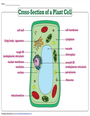 Plant and Animal Cell Worksheets