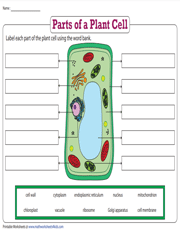 Label the Parts of a Plant Cell