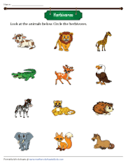 Herbivores, Carnivores, and Omnivores Worksheets