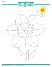 Coloring a Daffodil