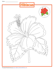 Coloring a Hibiscus