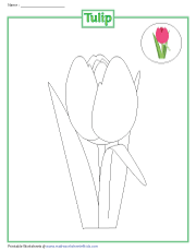 Coloring a Tulip