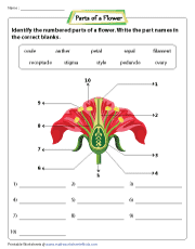 Identifying and Labeling Parts of a Flower