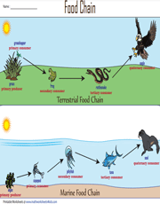 Terrestrial and Marine Food Chain Chart