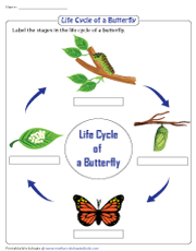 Life Cycle of a Butterfly Worksheets