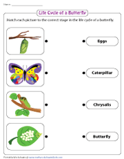 Life Cycle of a Butterfly Worksheets