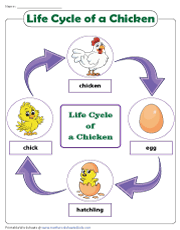 Chicken Life Cycle Chart