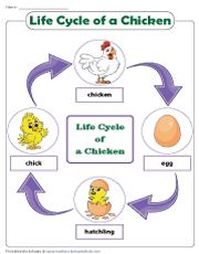 Life Cycle of a Chicken Worksheets