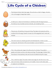 Describing the Six Stages of Chicken Metamorphosis | Chart