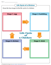 Drawing the Stages in a Chicken Life Cycle