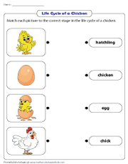 Matching Chicken Life Stages to Names