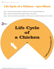 Life Cycle of a Chicken | Spin Wheel