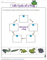 Life Cycle of a Frog | Cut-glue Activity