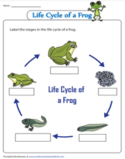 Metamorphosis - Life cycle of a frog